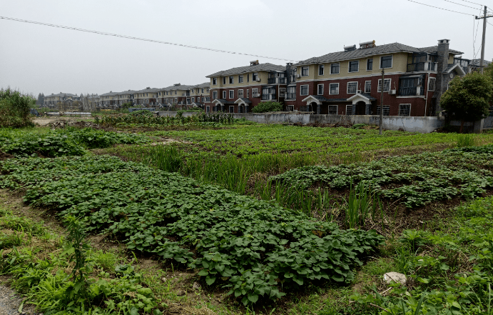 桐乡宅基地出售趣事揭秘，最新宅基地出售信息一网打尽！