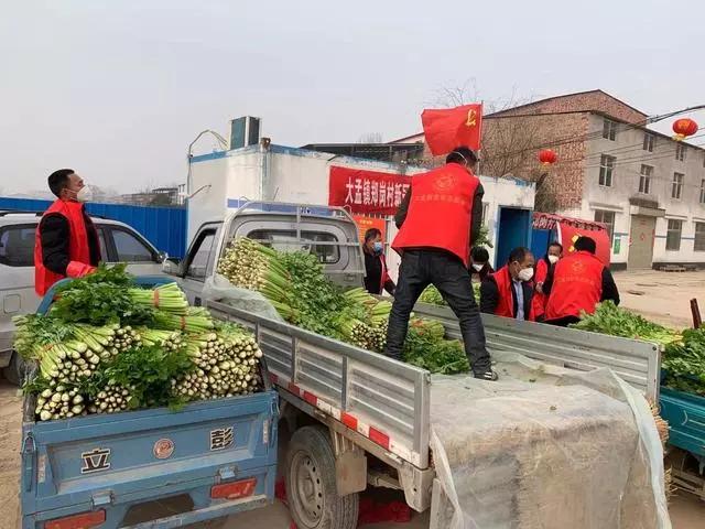 中牟芹菜价格最新价格,中牟芹菜价格最新动态