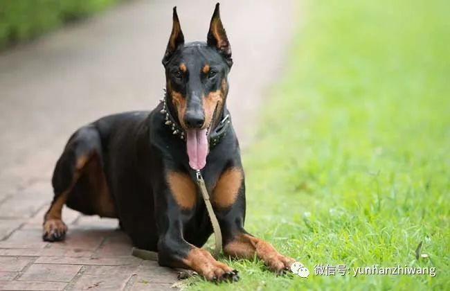 科技赋能下的青川猎犬新纪元出售价曝光