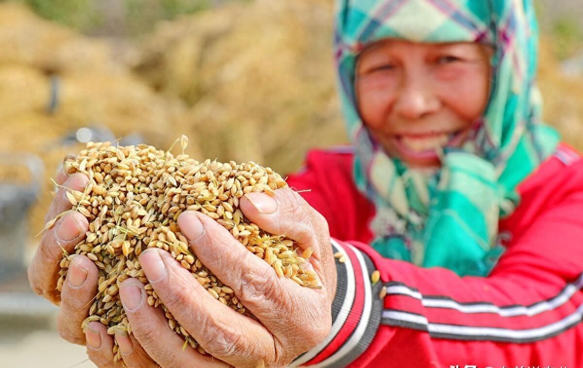 中国大豆最新价格动态，力量与自信成就感的源泉