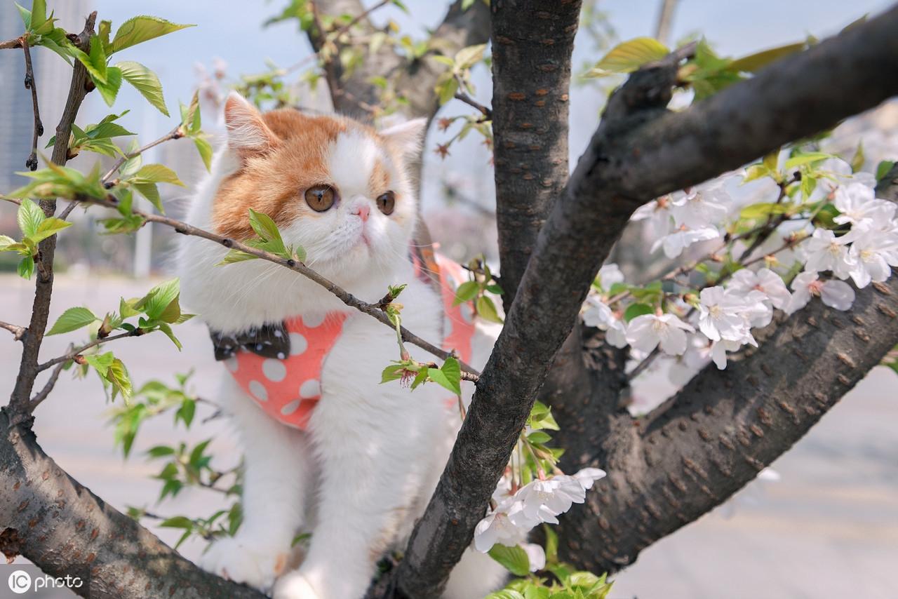 关于鲜花猫最新破解版的警示，非法获取软件资源涉及版权和法律风险