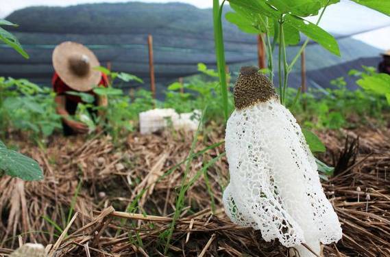 古田竹荪今日价格行情更新，市场走势与价格分析