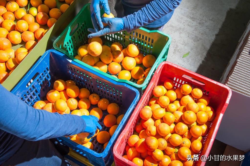 新发地水果价格行情揭秘，最新价格信息与行情概览