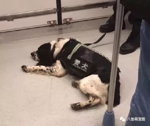 最新警犬电视剧大全